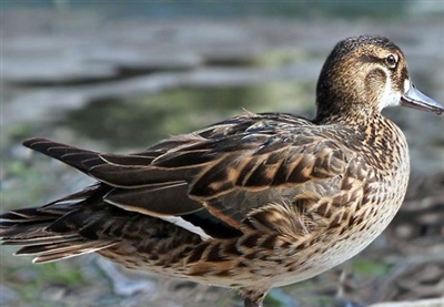 Baikal Teal Duck Hen