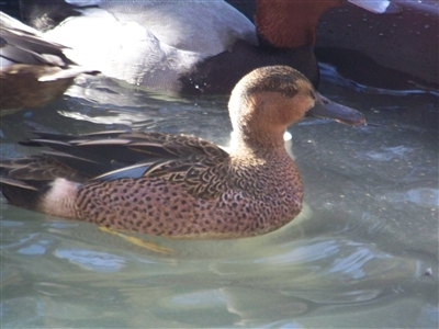 Cinnamon Teal and Blue Wing Teal Duck