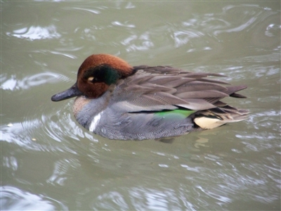 Green Winged Teal Drake Duck
