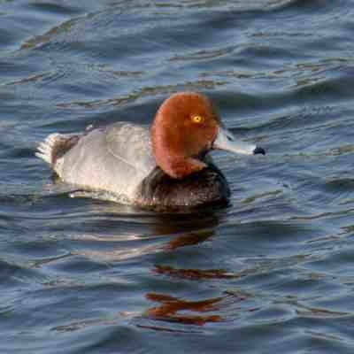 Red Head Drake Duck