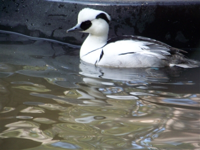 Smew Duck 2 Year Old Pair
