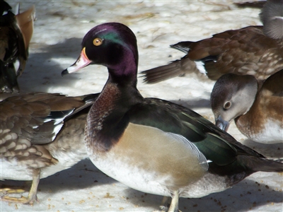 Wood Duck and Ring Bill Duck Hybrid Drake